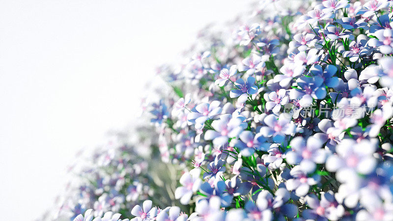 Spring Flower Background on white